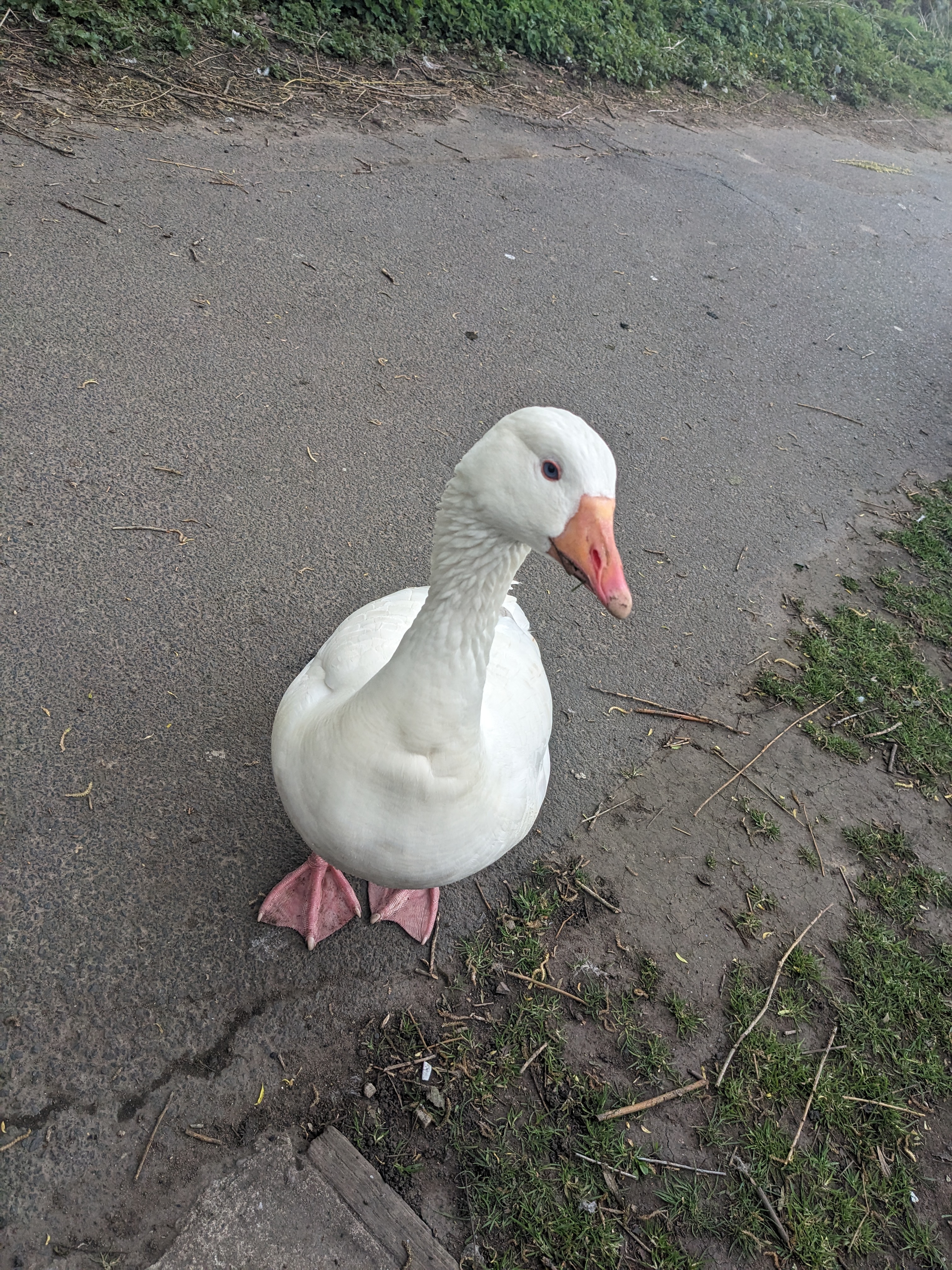 A photo of an escaped avian specimin.